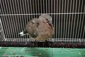 河北石家庄：落巢小斑鸠展翅“回家”啦！| 志愿者救助图片