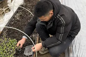 第六代提纯复壮白关丝瓜种子开始育苗 今年头批丝瓜预计五月中旬可上市图片