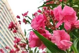 五行生旺克衰变化多图片