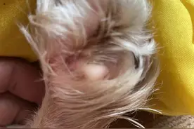 最全猫癣治疗攻略！一周见效｜有问必答图片