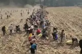 论河南周口拾玉米事件（原创打油诗一首）图片