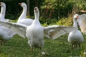 农村人夏天除用雄黄外怎样防蛇，有7种方法，值得收藏图片