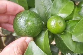 柑橘大量果径差距较大卖价低，如何管理让果实大小均匀呢？图片