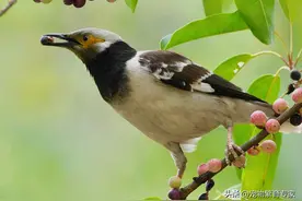 黑八哥鸟和花八哥鸟那个好？图片