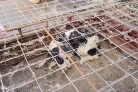 河南：300块，大叔将小花狗卖上狗肉车，面对铁夹，狗狗惶恐扒车图片