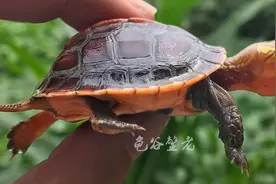 黄缘闭壳龟安缘、台缘、大陆缘、琉球缘、杂缘的区别「龟谷鳖老」图片