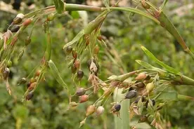 农村常见且大有用处的中草药，你认识几种？图片