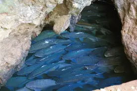 湖北惊现神奇泉洞，每年吐鱼上万斤，专家惊呼：这可不敢吃图片