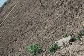 一分二厘的田地上能种什么图片