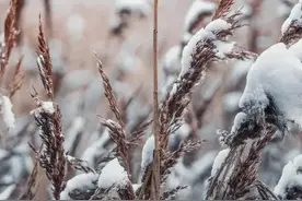 令人惊叹的关于雪的诗词图片