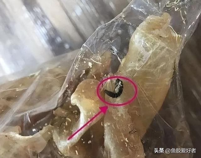 花胶怎么保存不长虫 2026年花胶怎么存放不会长虫