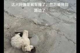 流浪狗出车祸死去，另一只狗默默守在身边黯然神伤，场景令人破防图片