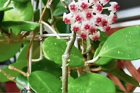 球兰界的“贵族”—情人球兰，花叶俱美，花香四溢，好养且爱开花图片