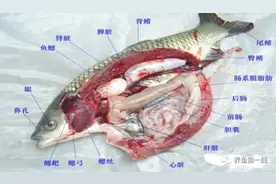 认识和了解：鱼类的外部形态结构与内部器官组成图片