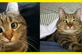 猫咪因“斗鸡眼”被房东关在地下室3年，被救后帮主人逃过一劫图片