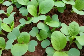 白菜生长的四个阶段及水肥管理，了解清楚才能种得好图片