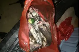 安徽芜湖一河花鲫子成群，钓友收获颇丰，其实总体还是比较稀少图片