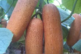 广东这种菜吃老不吃嫩，它营养丰富，用来煲汤超级正，你吃过吗？图片