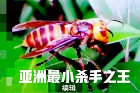 日本大黄蜂为什么被称为“亚洲最小的杀手之王”？它有天敌吗？图片