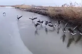 黑龙江大爷养会飞的鹅，被大雁拐跑几千只，半年后竟飞回上万只图片