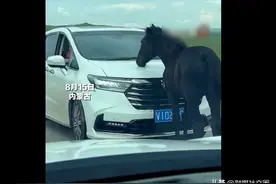 马儿拦住游客车辆导致后方堵车图片