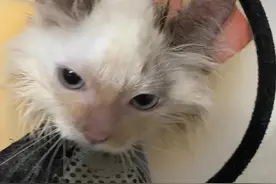 关于猫癣！进来避坑！少花冤枉钱！图片