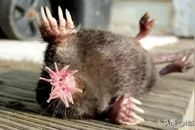 35张悲惨动物照：悲惨小象被捕兽夹弄断鼻子，章鱼被塞进西瓜做菜图片