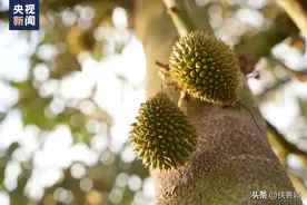 侠客岛：咱能实现“榴莲自由”了？没那么简单图片