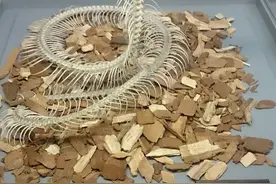 浙江县龙山眼镜蛇多次出没，剧毒眼镜蛇在此安家，人还能上山吗？图片