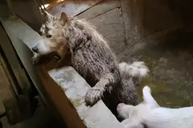 四川：儿子求助老人卖钱，在猪圈里吃着猪食的萨摩耶又该何去何从图片