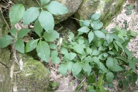 山沟里有1种“四叶参”，比土人参价值高，挖1棵种植，越养越值钱图片