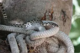 被窝里有蛇，路灯里有蛇，空调中有蛇，为什么今年蛇如此多且猖狂图片