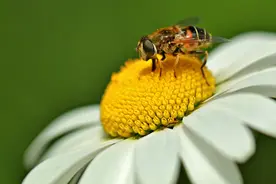 孩子被蜂蛰伤了怎么办？这3个急救措施要牢记图片