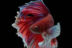 斗鱼养育记之一——初遇斗鱼图片