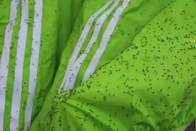 昆虫眼中的世界是怎样的？为何它们对黄色和绿色情有独钟？图片