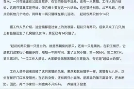 南京总统府上百只流浪猫将被活活饿死？后续来了图片