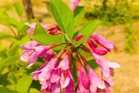 锦带花，花团锦簇，游人如织，春暖花开，花美人更美图片
