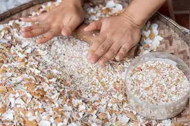 果皮、鸡蛋壳是个宝，1步变成有机肥，肥沃好用，养花不用买肥料图片