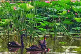 看！长春市南湖公园里的黑天鹅图片