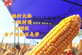 聚中国种，守中国“芯”！农大778优秀特质引市场热捧图片