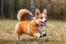 柯基到底要不要断尾？图片