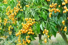 素有“果中之宝”之称的黄皮一身都是宝，酸甜美味行气消食又化痰图片