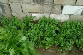 香菜一年可种几次？三次为佳，四季皆可，但夏季困难图片