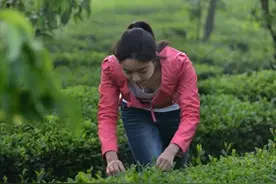 我仿佛已经闻到了茶香图片
