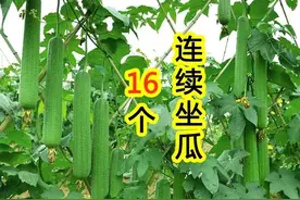 老农教你发酵液体肥，10天腐熟完成，不烧根、无臭味图片