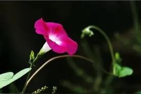 永远的儿歌（庆祝六一）图片