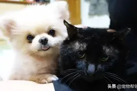 女子不幸患癌，邻居却劝她扔掉猫狗：都是因为养猫狗你才生病的图片