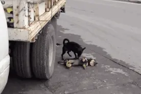 你知道狗狗之间的感情有多深吗？图片