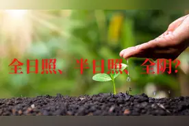 蔬菜生长需要多少光照？什么是全日照、半日照、全阴？涨姿势了图片