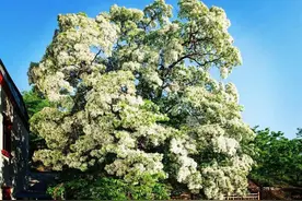 津门古树寻踪之五百余年流苏树图片